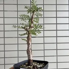 センナメリディオナリス 実生株 鉢ごと発送 プレステラ90サイズ 塊根