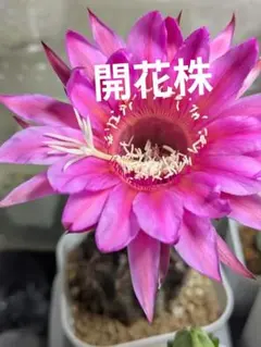 花サボテン赤花短毛丸 カキコ - メルカリ