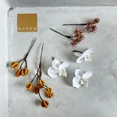 (No.37②)胡蝶蘭　白　黄色