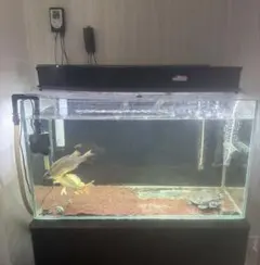 Red Sea REEFER 350 オーバーフロー水槽 引き取り 京都 - メルカリ