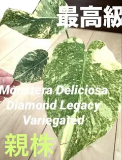 2026年最新】モンステラ レガシーの人気アイテム - メルカリ