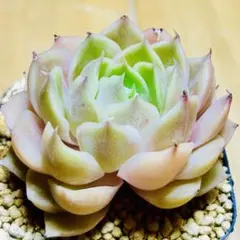 2025年最新】オウンスローの人気アイテム - メルカリ