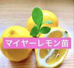 マイヤーレモン赤ちゃん苗　4cmポット入り1株