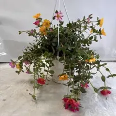 ポーチュラカ ミックス寄せ植え 6寸吊り鉢ごと 苗 植物 - メルカリ