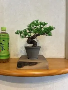 黒松 小品盆栽 現品 懸崖風 六角鉢 樹高約14cm - メルカリ