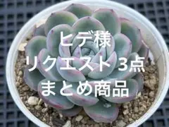 ヒデ様 リクエスト 3点 まとめ商品