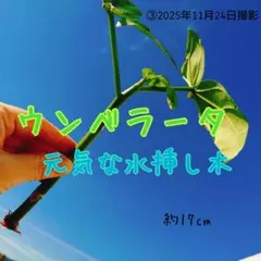 観葉植物 ウンベラータ　元気な水挿し木