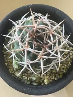 2026年最新】フェロシオールの人気アイテム - メルカリ