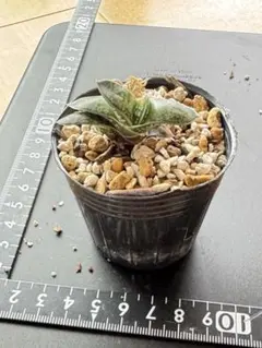 紫月様 リクエスト 2点 まとめ商品