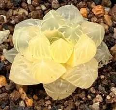 微根発根済‼️極上班‼️多肉植物 ハオルチア オブツーサ錦 水中月錦 抜き苗２１８