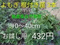 【農薬不使用】よもぎ苗 3本 お試し用 根付き 抜き苗 無農薬 約10〜40cm