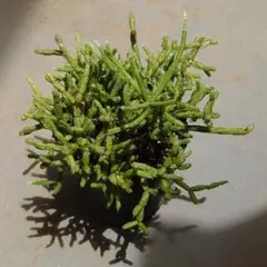 現品「青柳/アオヤギ」乾燥に強い リプサリス サボテン【多肉植物