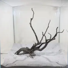 2026年最新】ブランチウッドの人気アイテム - メルカリ