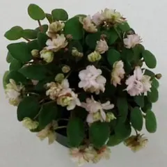 №C20・9/2 ピートモス配合 セントポーリア植替用土 20㍑入りお徳用