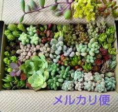 h 多肉植物セダム 多肉弁当 カット苗セット 詰め合わせ (中)
