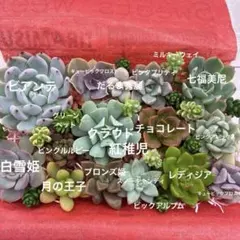 多肉植物カット苗詰め合わせ 寄せ植えセットＤのサムネイル