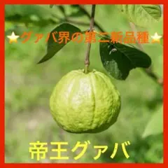 2025年最新】グァバの苗の人気アイテム - メルカリ