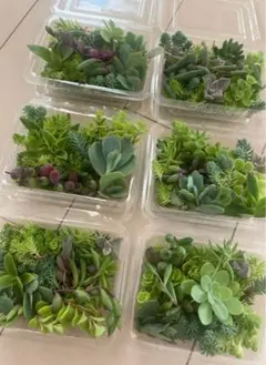 多肉植物　カット苗　元気セット