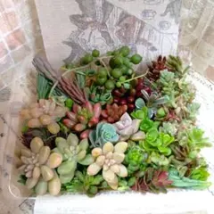 【現物発送☆メルカリ便】多肉植物 セダム カット苗　多肉詰め合わせ　寄せ植えに