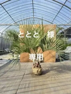 ココスヤシ　抜き苗　引き取り限定　福岡県 ココスヤシ 抜き苗 引き取り限定 福岡県 ココスヤシ 抜き苗