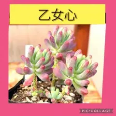 ひーちゃん様 リクエスト 2点 まとめ商品