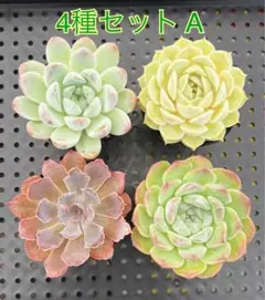 【多肉植物】秘境ゼリー他 エケベリア 4種セットA ぬき苗♪のサムネイル
