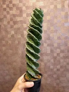 サンセベリア Calypso サンスベリア Sansevieria サンセベリア Calypso サンスベリア Sansevieria - メルカリ
