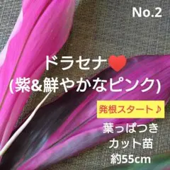 No.3【観葉植物】ドラセナ レッドコンパクタ♥️高さ約30cm - メルカリ