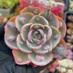 2025年最新】ビヨンセ錦の人気アイテム - メルカリ