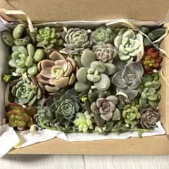 多肉植物　カット苗　寄せ植え　詰め合わせ