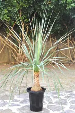 ノリナ エクセルサ 8号 120cm Nolina excelsa - メルカリ
