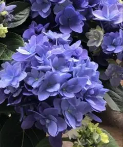 紫陽花 てててまり苗 ✨ネコポス発送✨ - メルカリ