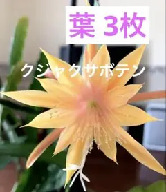 2026年最新】孔雀サボテンの人気アイテム - メルカリ