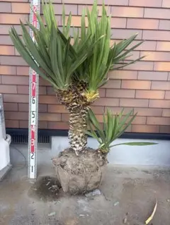 今季限定価格‼️蒼白個体❗️ダシリリオン グラウコフィラム 成長早い