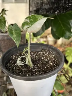 2025年最新】アロカシア 斑入りの人気アイテム - メルカリ