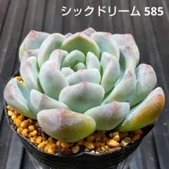 シックドリーム 585 エケベリア 多肉植物 抜き苗