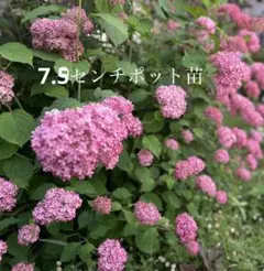 kaoru様 リクエスト 3点 まとめ商品