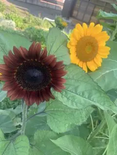 ひまわり　種　100粒