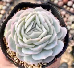 2025年最新】ポトシナ 多肉の人気アイテム - メルカリ