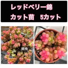 多肉植物　セダム　レッドベリー錦　カット苗
