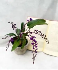 みわちゃん2655様 リクエスト 2点 まとめ商品