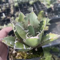 アガベ　翼竜