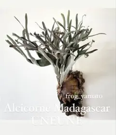 2026年最新】アルシコルネの人気アイテム - メルカリ