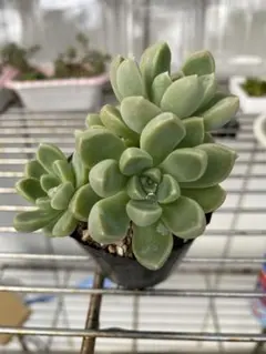 haru__succulent様 リクエスト 3点 まとめ商品