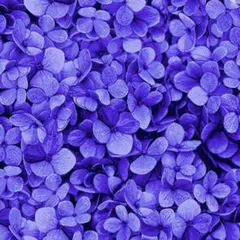 輸入生地 Midnight Bloom 花びら