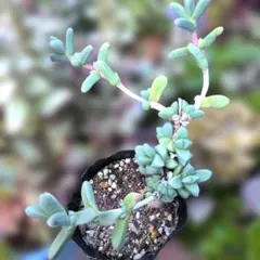 多肉植物♡暴れ♪レマーニー（抜き苗）