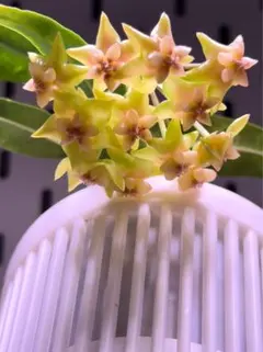 セール　珍種ホヤ Hoya platycaulis サクラランのサムネイル