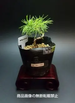 【大品 那須五葉松盆栽】 　　　ルパンヒデロウ様、専用 大品 那須五葉松盆栽】 ルパンヒデロウ様、専用 - メルカリ