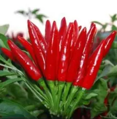 ジュジュ様 リクエスト 3点 まとめ商品