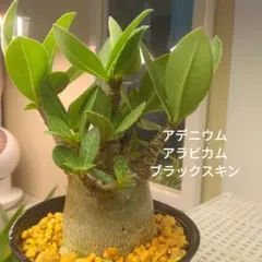 2025年最新】アデニウム ブラックの人気アイテム - メルカリ